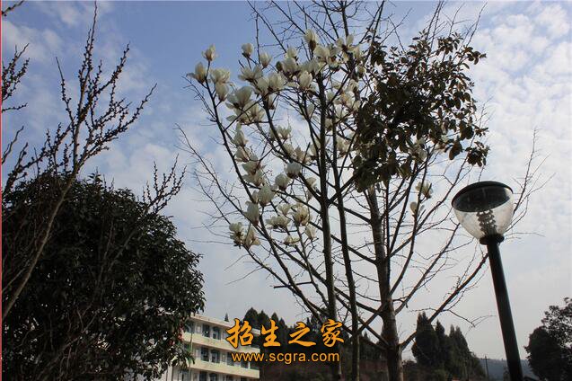 经历了近50年的发展