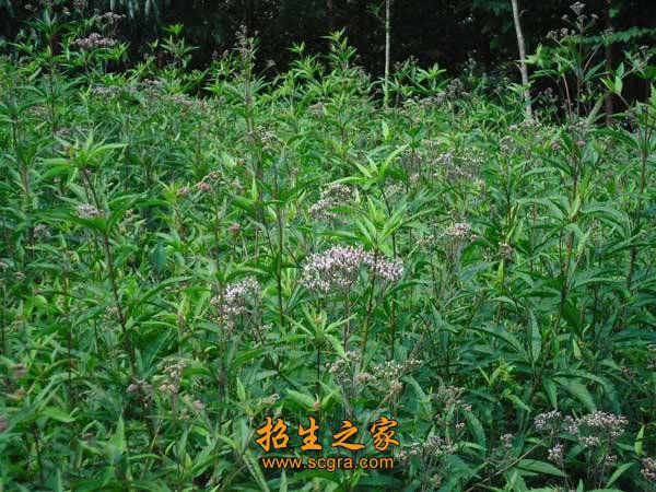 作物生产技术专业