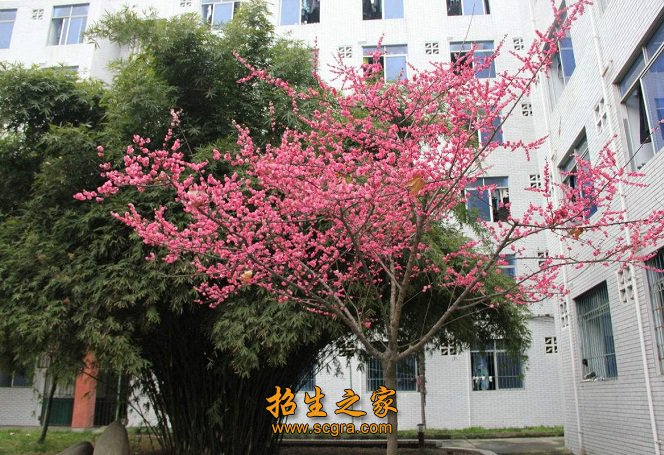 又是培训师）