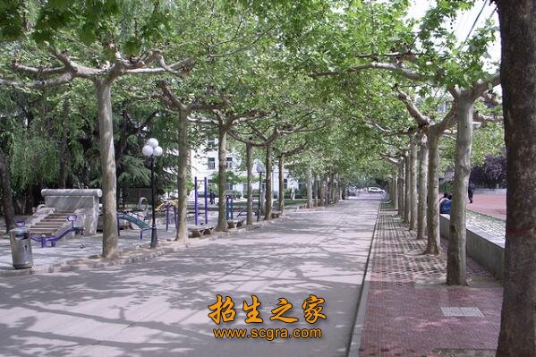 教师队伍专业功底深厚