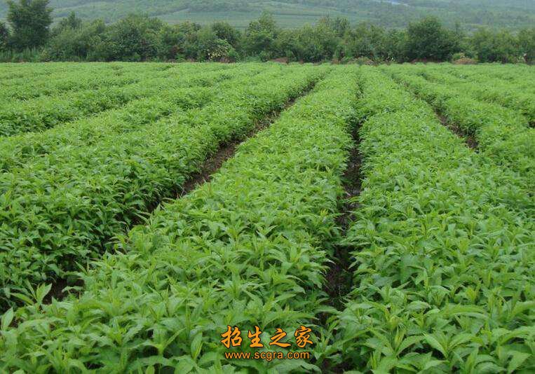 中草药专业基本技能训练