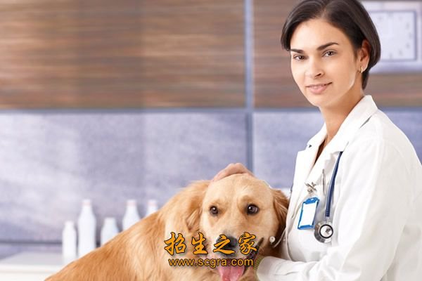 宠物驯化
