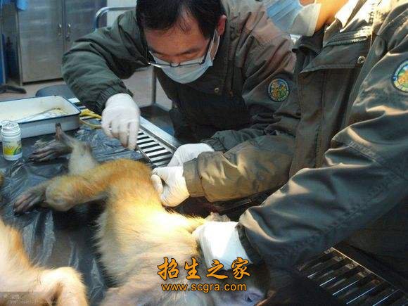 宠物美容与护理等工作