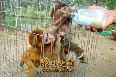 宠物疾病检验与防治