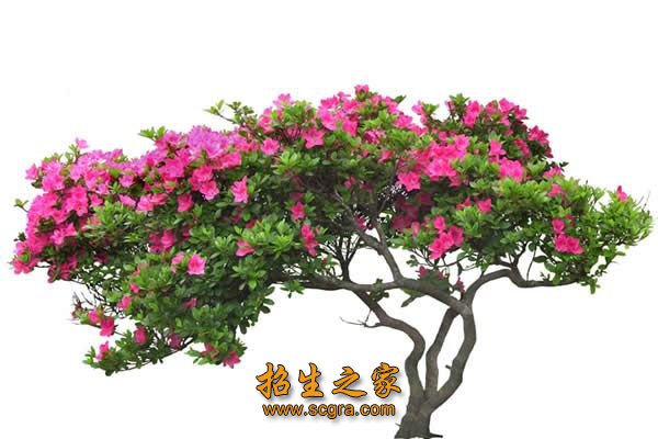北京市花木澳门永利平台最新版下载澳门