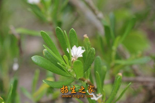 同类内容能够从事植物保护