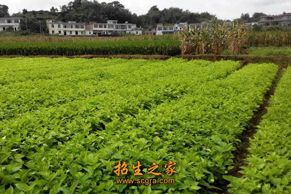 能进行丝茧和种茧育蚕的饲养