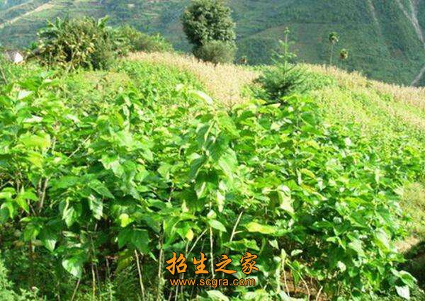 能识别桑树病虫并进行防治
