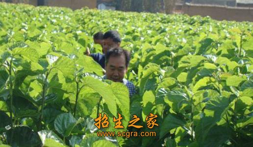 同题参见蚕桑技术专业要求澳门永利平台