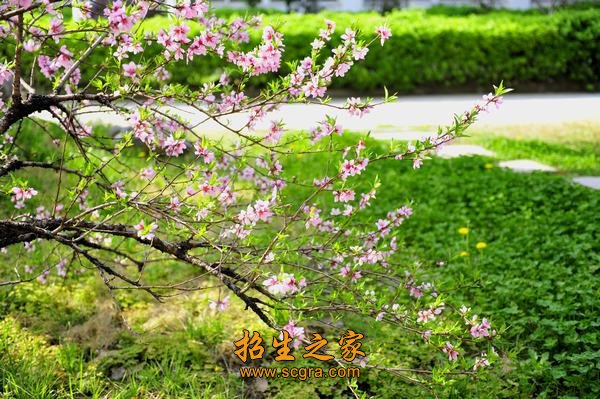 以就业为导向”的职业澳门永利注册官方