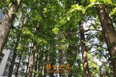环境宜人