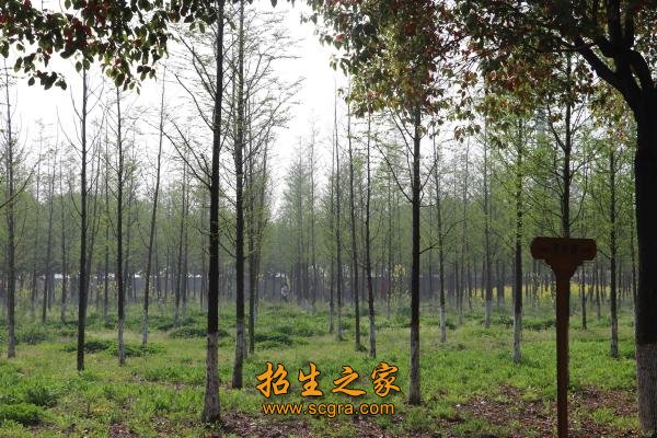 南京师范大学等十余所高校紧相毗邻