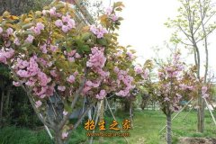 澳门永利平台手机版登录成功转评为江苏