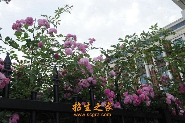 作为江苏省高水平现代化职业澳门永利注