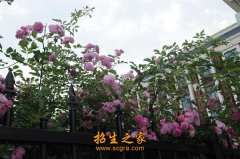 其中专任教师270名