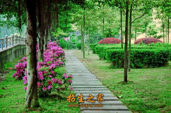 灯光草坪足球场